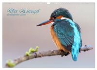 Der Eisvogel (Wandkalender 2026 DIN A3 quer), CALVENDO Monatskalender