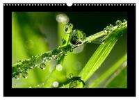 Meine kleine grüne Wassertropfen Welt (Wandkalender 2026 DIN A3 quer), CALVENDO Monatskalender
