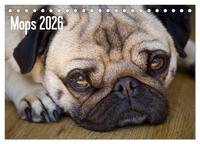 Mops 2026 (Tischkalender 2026 DIN A5 quer), CALVENDO Monatskalender