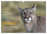Wildlife Südamerika (Wandkalender 2026 DIN A3 quer), CALVENDO Monatskalender