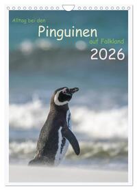 Alltag bei den Pinguinen auf Falkland (Wandkalender 2026 DIN A4 hoch), CALVENDO Monatskalender