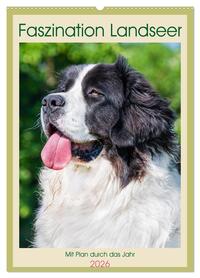 Faszination Landseer - Mit Plan durch das Jahr (Wandkalender 2026 DIN A2 hoch), CALVENDO Monatskalender