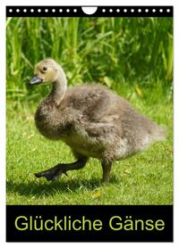 Glückliche Gänse (Wandkalender 2026 DIN A4 hoch), CALVENDO Monatskalender