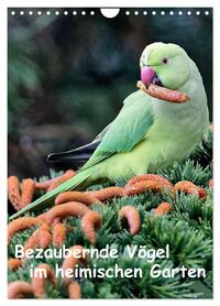 Bezaubernde Vögel im heimischen Garten (Wandkalender 2026 DIN A4 hoch), CALVENDO Monatskalender