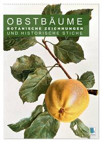 Obstbäume: Botanische Zeichnungen und historische Stiche (Wandkalender 2026 DIN A2 hoch), CALVENDO Monatskalender