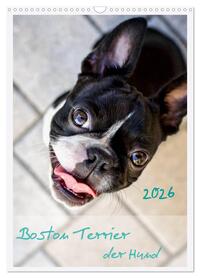 Boston Terrier der Hund 2026 (Wandkalender 2026 DIN A3 hoch), CALVENDO Monatskalender