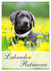 Labrador Retriever (Tischkalender 2026 DIN A5 hoch), CALVENDO Monatskalender