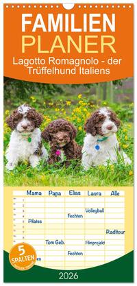 Familienplaner 2026 - Lagotto Romagnolo - der Trüffelhund Italiens mit 5 Spalten (Wandkalender, 21 x 45 cm) CALVENDO