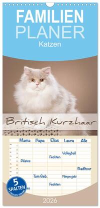 Familienplaner 2026 - Die Britisch Kurzhaar Katze mit 5 Spalten (Wandkalender, 21 x 45 cm) CALVENDO