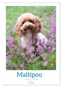 Maltipoo - Malteser - Pudel 2026 (Wandkalender 2026 DIN A2 hoch), CALVENDO Monatskalender