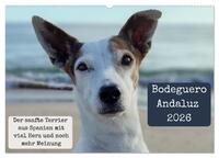 Ratonero Bodeguero Andaluz (Wandkalender 2026 DIN A2 quer), CALVENDO Monatskalender