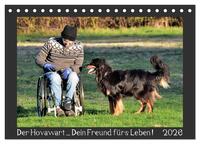 Der Hovawart... Dein Freund fürs Leben ! (Tischkalender 2026 DIN A5 quer), CALVENDO Monatskalender