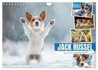 JACK RUSSEL - Kleine Hunde mit großem Charakter (Wandkalender 2026 DIN A4 quer), CALVENDO Monatskalender