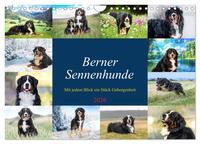 Berner Sennenhunde - Mit jedem Blick ein Stück Geborgenheit (Wandkalender 2026 DIN A4 quer), CALVENDO Monatskalender