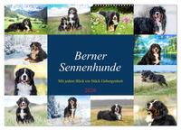 Berner Sennenhunde - Mit jedem Blick ein Stück Geborgenheit (Wandkalender 2026 DIN A2 quer), CALVENDO Monatskalender