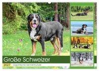 Große Schweizer - Gigantische Sennenhunde (Wandkalender 2027 DIN A2 quer), CALVENDO Monatskalender