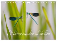 Naturwunder Libellen (Wandkalender 2027 DIN A4 quer), CALVENDO Monatskalender