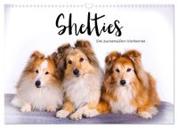 Shelties - Die zuckersüßen Vierbeiner. (Wandkalender 2027 DIN A3 quer), CALVENDO Monatskalender