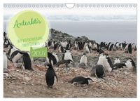 Antarktis Auf der Entdeckung ihrer Tierwelt (Wandkalender 2027 DIN A4 quer), CALVENDO Monatskalender