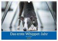 Das erste Whippet-Jahr (Wandkalender 2027 DIN A3 quer), CALVENDO Monatskalender
