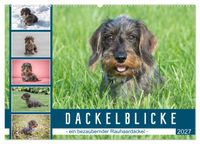Dackelblicke - ein bezaubernder Rauhaardackel (Wandkalender 2027 DIN A2 quer), CALVENDO Monatskalender
