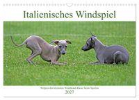 Italienisches Windspiel (Wandkalender 2027 DIN A3 quer), CALVENDO Monatskalender