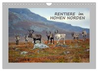 Rentiere im Hohen Norden (Wandkalender 2027 DIN A4 quer), CALVENDO Monatskalender