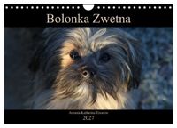 Bolonka Zwetna 2027 (Wandkalender 2027 DIN A4 quer), CALVENDO Monatskalender