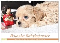 Bolonka Babykalender 2027 (Wandkalender 2027 DIN A3 quer), CALVENDO Monatskalender