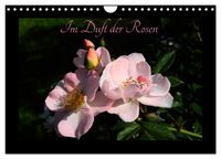 Im Duft der Rosen (Wandkalender 2027 DIN A4 quer), CALVENDO Monatskalender