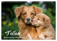 Toller - Nova Scotia Duck Tolling Retriever (Wandkalender 2027 DIN A3 quer), CALVENDO Monatskalender