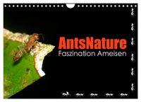 AntsNature - Faszination Ameisen (Wandkalender 2027 DIN A4 quer), CALVENDO Monatskalender