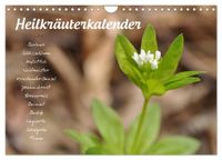 Heilkräuterkalender (Wandkalender 2027 DIN A4 quer), CALVENDO Monatskalender