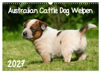 Australian Cattle Dog Welpen (Wandkalender 2027 DIN A3 quer), CALVENDO Monatskalender
