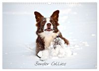 Border Collies (Wandkalender 2027 DIN A3 quer), CALVENDO Monatskalender