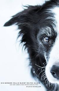 Ein Border Collie bleibt selten allein