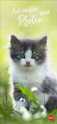 Katzen slim - Auf sanften Pfoten Kalender 2027