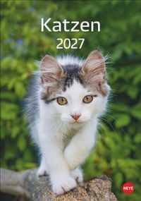 Katzen Kalender 2027
