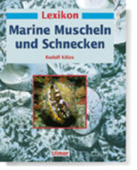 Marine Muscheln/Schnecken