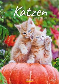 Katzen 2027