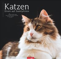 Katzen - Diven auf Samtpfoten Kalender 2027 - Diven auf Samtpfoten