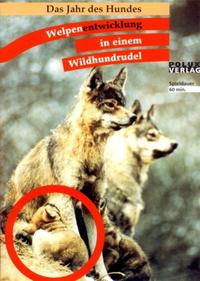 Welpenentwicklung in einem Wildhundrudel