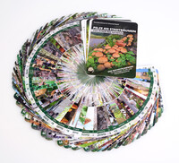 Pilze an Stadtbäumen