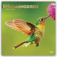 Hummingbirds – Kolibris 2027 – 16-Monatskalender