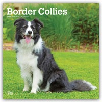 Border Collies 2027 – 16-Monatskalender