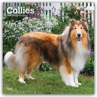 Collies – Langhaarcollie 2027 – 16-Monatskalender