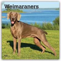 Weimaraners – Weimaraner 2027 – 16-Monatskalender